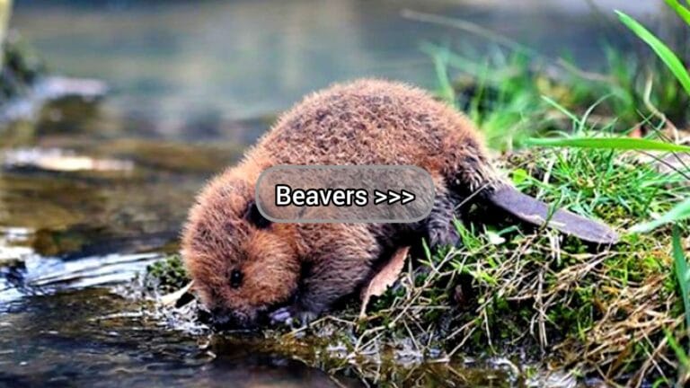 Beavers >>>